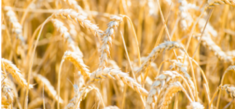 Озимі зернові